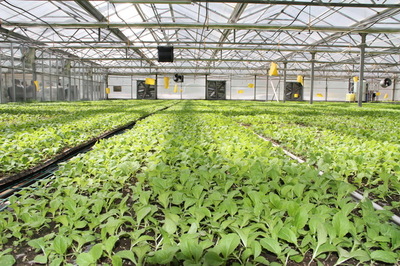全省50个蔬菜重点县专业技术人员观摩清水蔬菜产业